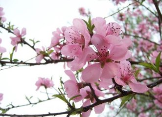 蝶恋花·薄幸人人留不住