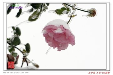 喜迁莺·秋雨霁