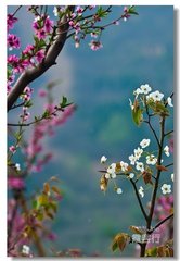 桃花坞