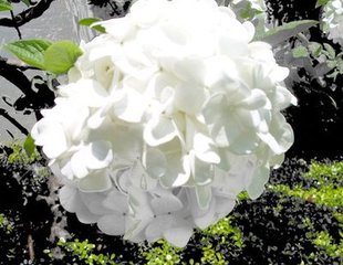 约黄成之观琼花予不及从以诗代简