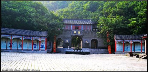 梨树阴