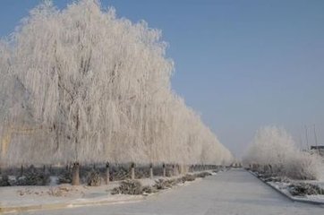 冬至后三日与罗楚入倅厅两松下梅花盛开取酒
