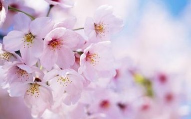 峡山亭月夜独宿对樱桃花有怀伊川别墅金陵作