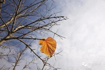 忆张处士