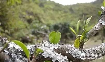 大云寺茶诗