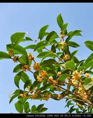 霜天晓角·桂花