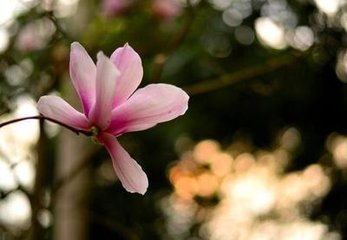 春陪相公看花宴会二首