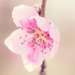 和十一月八日圃人献小桃花二绝