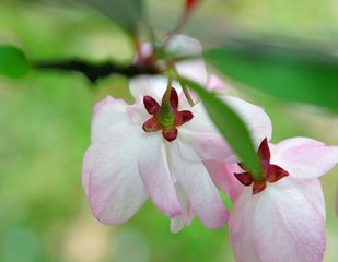 西江月（垂丝海棠，一名醉美人）
