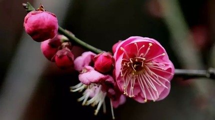 咏梅杂诗