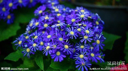 南歌子·菊拈黄金嫩