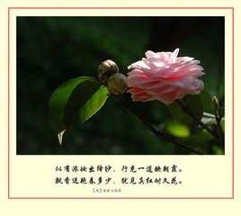 初识茶花