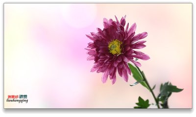 重阳不见菊