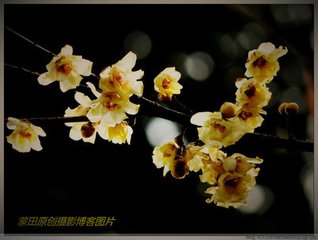 贺圣朝（和宗之梅）