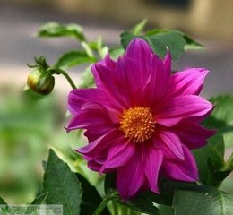 理菊
