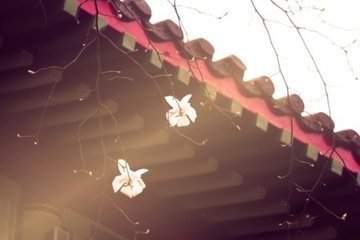 相见欢·年年负却花期