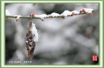 画堂春（梅）