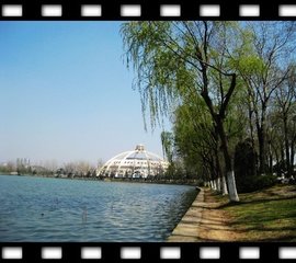临江仙·柳絮