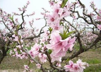 应天长·石城山下桃花绽