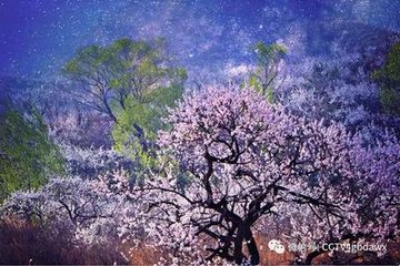 初见杏花
