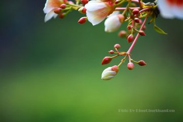 木兰花慢 次韵陈见心文学孤山问梅