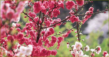 和宋子才致后岁旦见赠