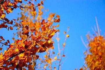 行香子·珠露初零