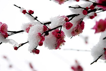 雪里梅花诗