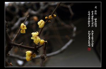 点绛唇（奇香蜡梅）