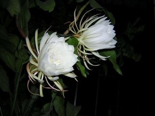 避为师依韵答李献甫