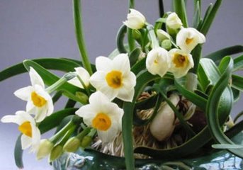 水仙子·眼前花怎得接连枝
