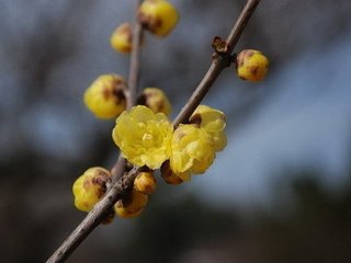 最高楼（咏梅）