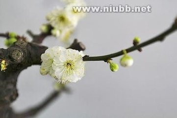 满庭芳·凉风吹帽
