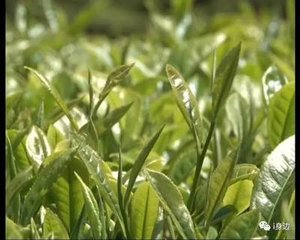 李商叟举似用南涧山字韵茶山星字韵数诗辄借
