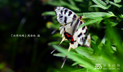 赠苗发员外（一作李端诗）