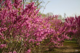 沁园春（问杜鹃）