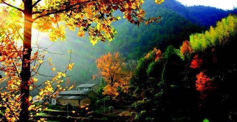 鸡声
