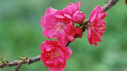 千叶桃花（并序）