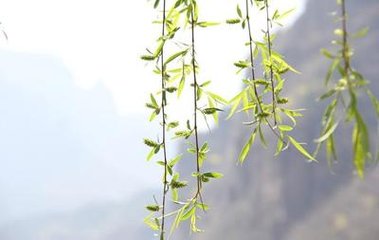 柳枝词十首