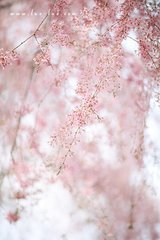 辘轳金井/四犯翦梅花