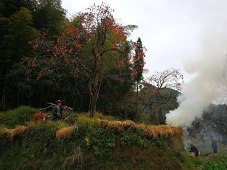 瑞云浓慢