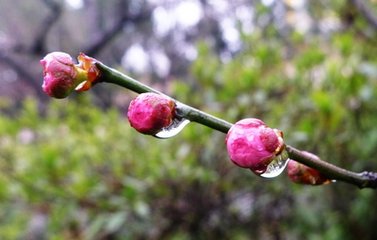 邻女搔绵吟