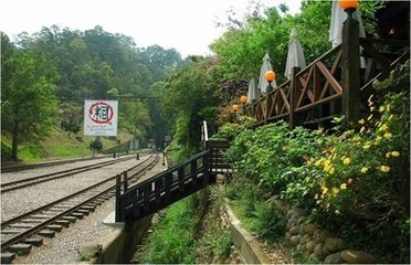 题山驿新桐花