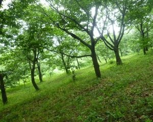 【仙吕】一半儿　病酒