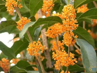 桂枝香·沈云别浦