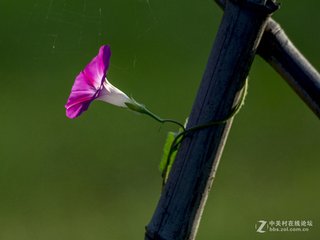 篱上牵牛花
