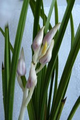 花心动·碧藓封枝