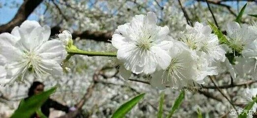 春光好·频叶软