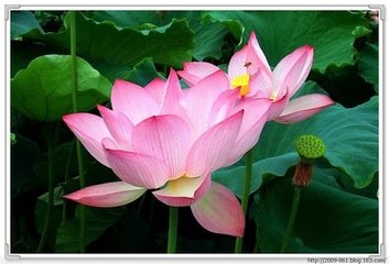 咏蒲诗
