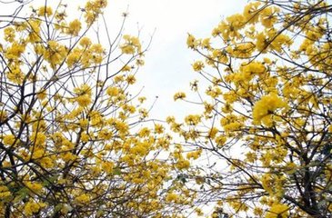 【黄钟】人月圆_春日次韵罗